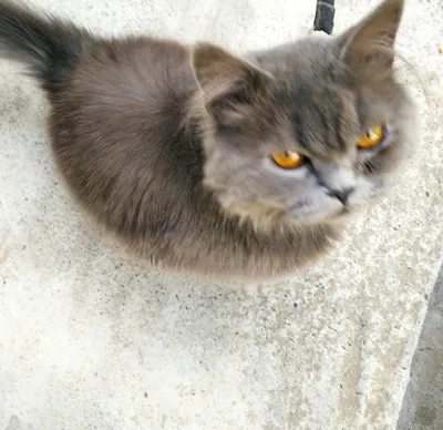 Yosh mushuk Yosh mushuk