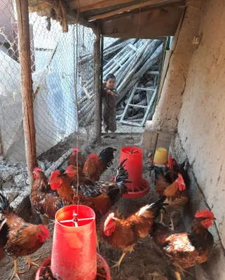 Продаются юбилейные кучинские петухи 1