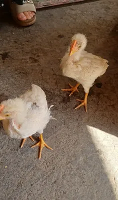 Жужалар сотувда! 1