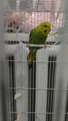 Qushlar obmen Yapon xoʻrozchaga 1