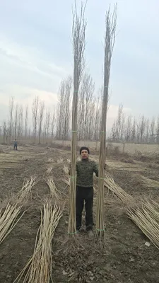 Саженцы тополя — 1500 сум 1