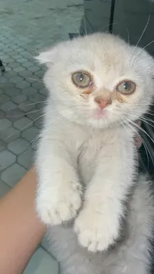 Mobil telefon orqali Ozarbayjon qizlar erotika Jenna Presli ishtirokidagi porno video