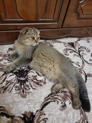 Продаётся породистый кот 1