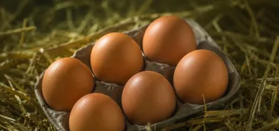 Продаём инкубационные яйца 1