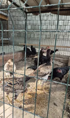 Продаются карликовые куры-несушки, 4 и 5 месяцев 1
