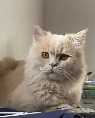 Персидский кот приглашает кошечку на вязку 1