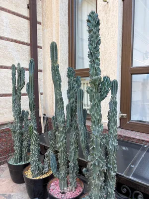 Кактус 1