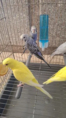 Maladoyla sotiladi 1