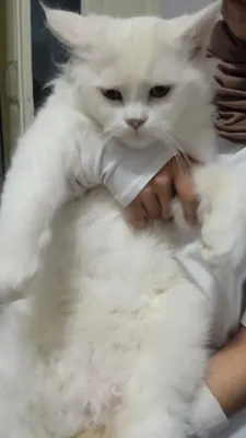 mushuk 1