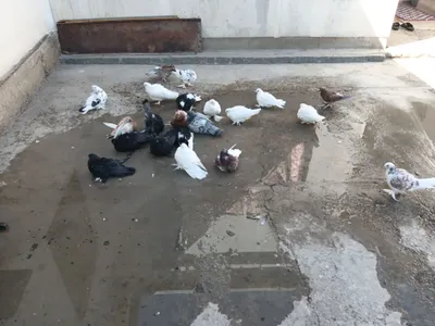 Голубь 1
