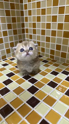 Манчкин килт девочка 1
