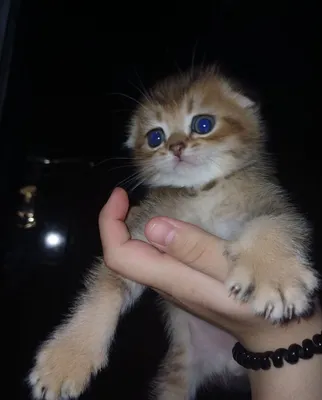Шиншиллы чистокровные мальчики 1