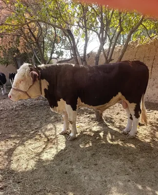 Buqa mol sigir sotiladi 1
