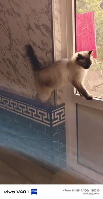 Hammomdagi kokrakli ona va ogil