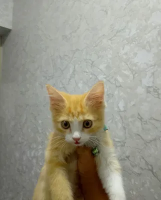 Продаётся маленький котёнок с кормом 1