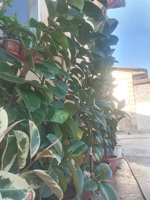 Fokus (qora shaxzoda) gullari 1