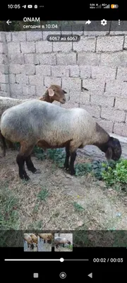 Қўчқор 1,5 yosh . Qoʻchqor Egizak tuğilgan Nasilga os 1