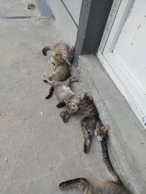 Бесплатно даром..