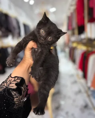 Котята отдам в добрые руки даром 1
