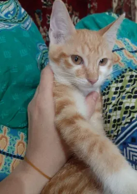 Пристраивается котёнок 1