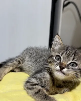 Дается маленький котенок в добрые руки 1