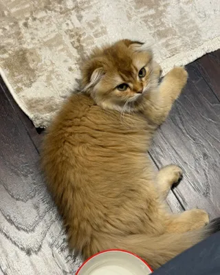 Кошка Бритиш хайланд 1