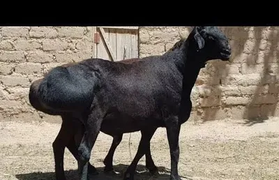 Куй ва кучкорларни юнгини олиб берамиз