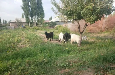 Uloqlar sotladi suyishga boqishga 1