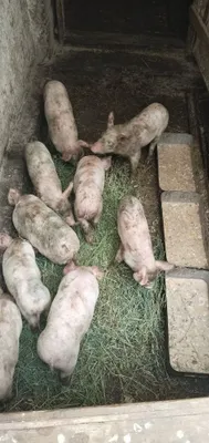 Uy cho‘chqa bolalari sotiladi 1