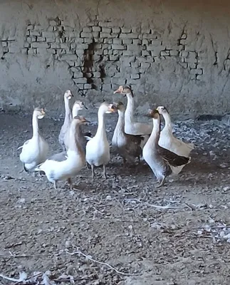 Продаются гуси 1