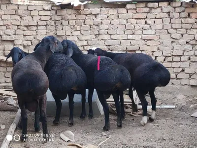 Qo’chqor Баран жывой Zotkayam bor