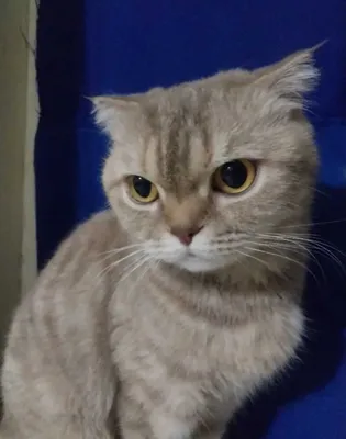Шотландская кошка 1