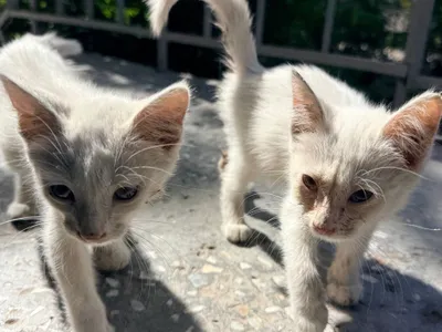 СРОЧНО!! Отдам в добрые руки очаровательных котят 1