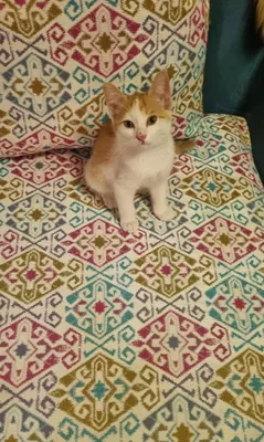 Отдаётся в добрые руки котенок Персик 1
