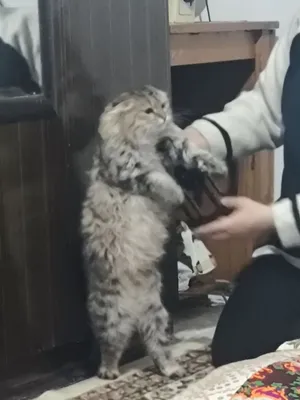 Продаётся кошка, цена договорная 1