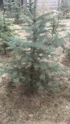Голубая ель, Кыргызстан 1