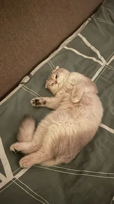Кот на вязку, шотландец вислоухий 1