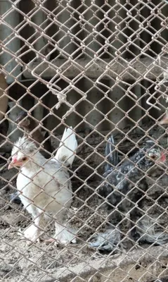 Японские хохлатки. 1