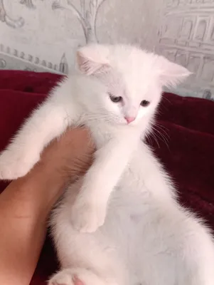 Шотландская кошечка 1