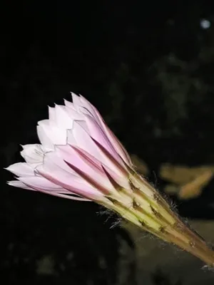 kaktuslar 1