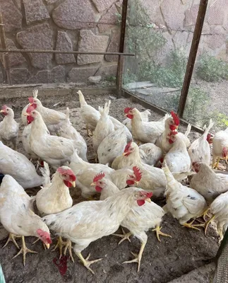 Joʻja 3-4 oylik juda ham tetik yeyishlarida muammo yoq 1