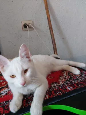 Mushuk, Turkish ambora 1