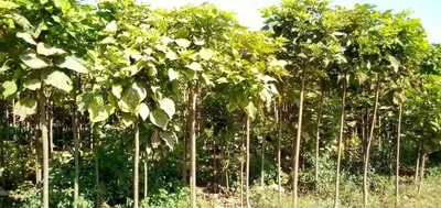 Ҳовлингиз учун ҳақиқий экзотика — Катальпа дарахти! 1