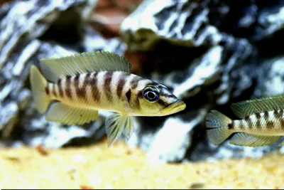 Neomprologus Fasciatus 1