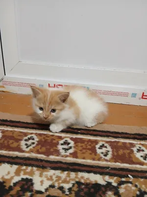 Отдам котят бесплатно 1