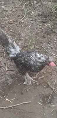 Xoʻrozchalar sotiladi 1