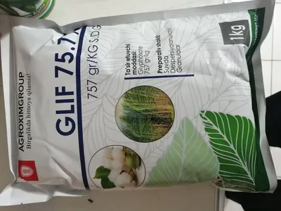 Gilifasat glif uragan gerbitsid 1
