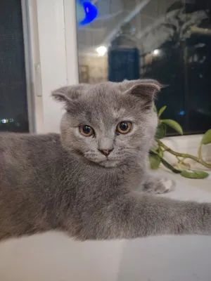 Шотландская вислоухая кошка 1