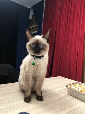 Сиамский кот 1
