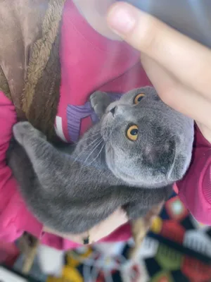 Mushukcha/ кошка 1